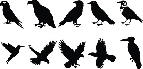 Collection of bird silhouettes including parrot, eagle, crow and toucan in flying and standing poses isolated on white