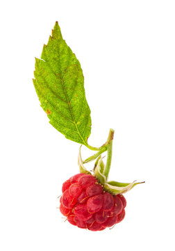 Raspberry isolated on a white background.