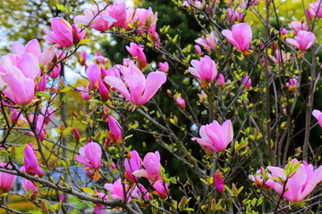 Beautiful magnolia tree blossoms in spring time. Jentle Chinese red magnolia flower, background.