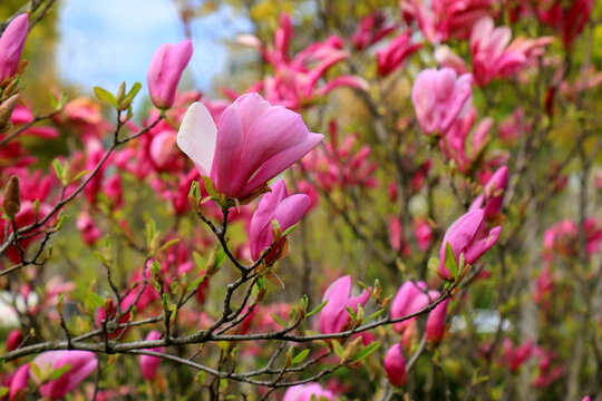 Beautiful magnolia tree blossoms in spring time. Jentle Chinese red magnolia flower, background.