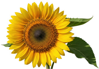 Obraz premium Bright yellow sunflower with green leaves isolated on transparent background
