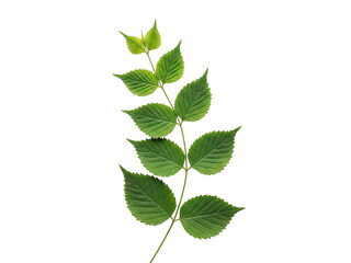 Fototapeta premium Fresh green leafy branch isolated on transparent background