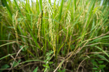 Obraz premium Paddy fresh rice field