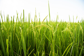 Obraz premium Paddy fresh rice field