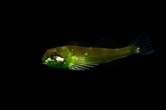 Veda sculpin (Ocynectes maschalis) juvenile, TL:20mm