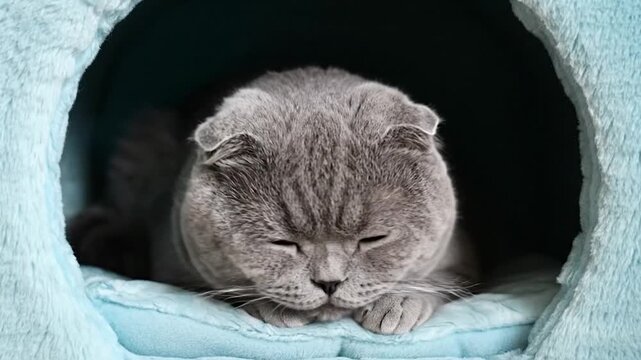 Portrait of a grey cat with folded ears in a cozy blue bed, peering intently