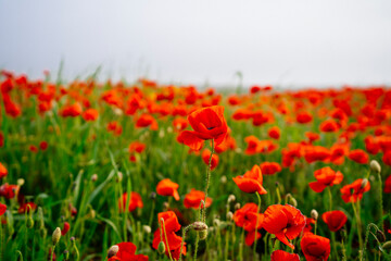 Fototapeta premium Field of Poppies and wild flowers, Newquay Cornwall England UK Europe