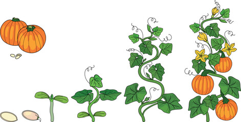Life cycle of pumpkin  (Cucurbita pepo) plant. Growth stages from seed to fruiting plant with orange ripe fruits and yellow flowers isolated on white background
