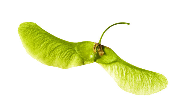 Fresh green maple tree seeds or samaras flying in the air isolated on a white background. Minimalist nature levitation concept with floating spring seeds.