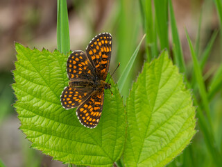 Obraz premium Heath Fritillary Butterfly on a Leaf
