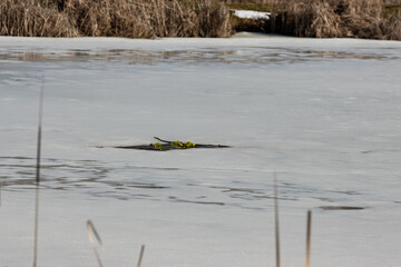 rozmarzająca tafla jeziora podczas wiosennej odwilży. woda zbiera się na powierzchni lodu.  © workszop