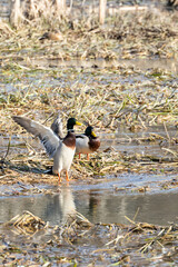 dzikie kaczki korzystają z wiosennej odwilży na łąkach, bawiąc się w zalegającej wodzie.  © workszop