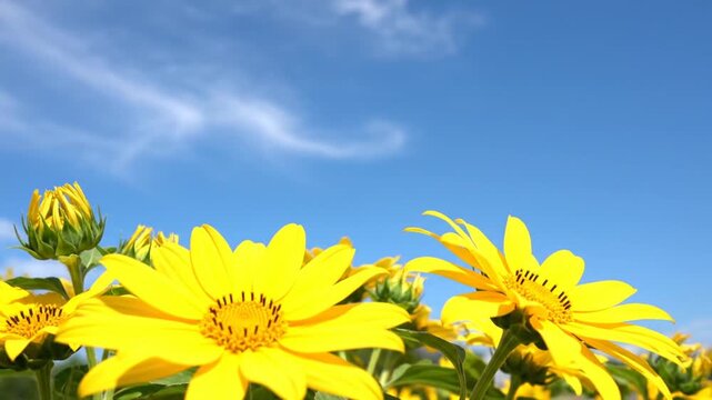 Close-up of bright yellow flowers with visible details against a cloud-streaked blue sky background