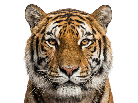 Bengal tiger portrait, closeup. Isolated on transparent background (PNG)