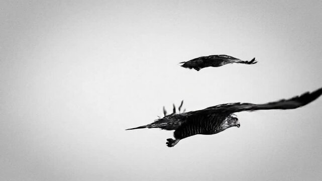 Two majestic hawks flying in black and white sky