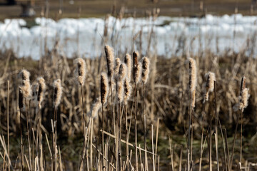 pałki wodne nad brzegiem jeziora podczas odwilży. ciepłe światło.  © workszop