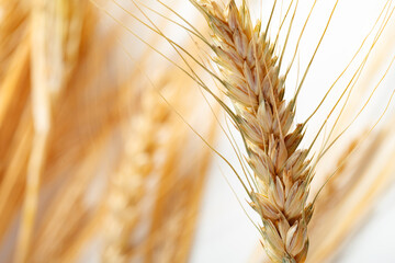 Naklejka premium Wheat heads grow in a field under sunlight during the harvest season