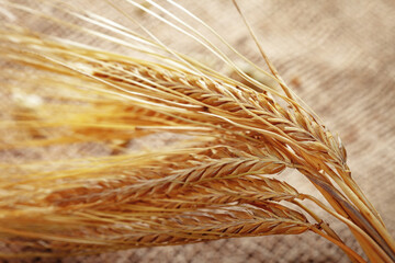 Naklejka premium Wheat stalks displayed on rough fabric in a bright sunlight setting during the harvest season