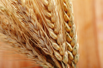 Naklejka premium Golden wheat stalks close up in a rustic setting during the harvest season