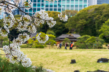 浜離宮恩賜庭園の桜と東京の高層ビル © Ziyuan
