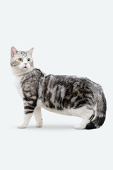 Obraz premium American Shorthair Cat Sitting on White Background, Silver Tabby and White Cat Portrait.