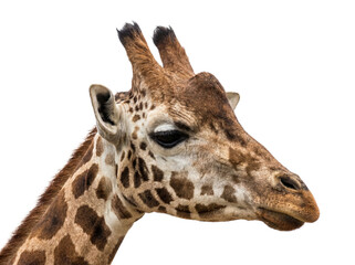 Fototapeta premium African giraffe portrait, closeup. Isolated on transparent background (PNG)