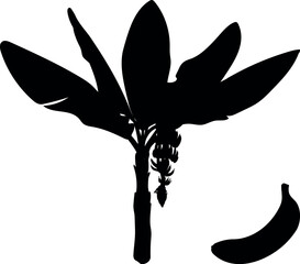 Black silhouette of banana palm with banana fruit on white background