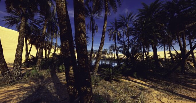 foreground trunks framing lagoon view, closeup of textured bark and dense shadow contrast with shimmering water beyond, immersive perspective for dramatic