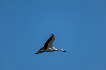 seagull in flight