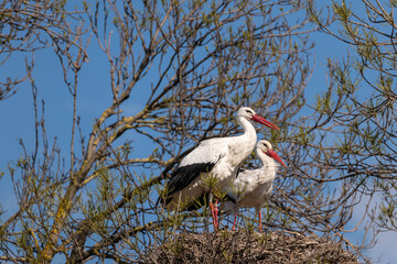 stork in the nest