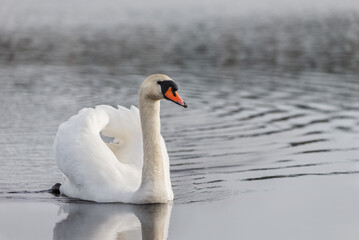 Obraz premium Mute Swan Cygnus Olor swimming on a lake