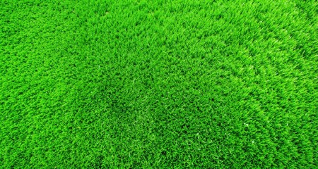 Fototapeta premium Green grass background, top view background of garden bright grass concept used for making green backdrop, lawn for sports field. 