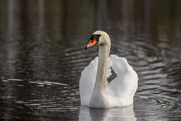 Obraz premium Mute Swan Cygnus Olor swimming on a lake