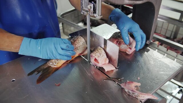 Fish processing worker using bandsaw in factory. cutting fish into fillets