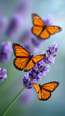 Fototapeta premium Monarch butterflies resting on lavender blooms