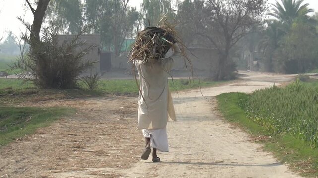 Person carrying bundle of sticks on head walking on rural road
