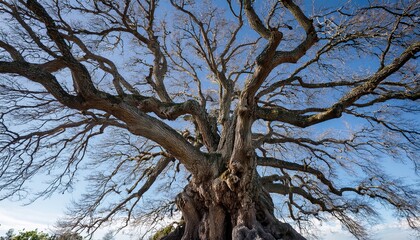 a large leafless tree with intricate branches and a sturdy trunk