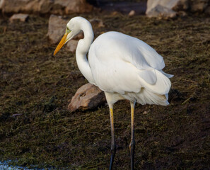 Fototapeta premium Little Egret at Wetland - Nature Photography
