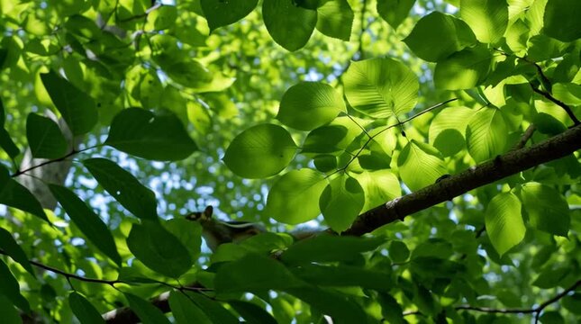 Low angle view of chipmunk scurrying left to right along sunlit beech tree branch through green canopy leaves, moving across foliage for wildlife documentary and nature background