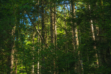 Obraz premium Tall tree trunks in green deciduous alpine forest, natural woodland scenery in summer.