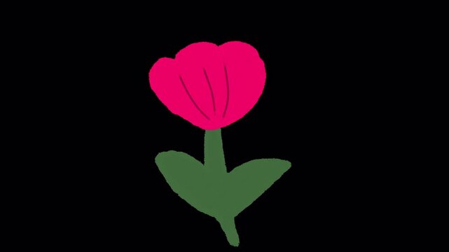 Hand Drawn Flower Growing Animation | Blooming Plant Growth 2D Doodle Motion Effect on Transparent Background