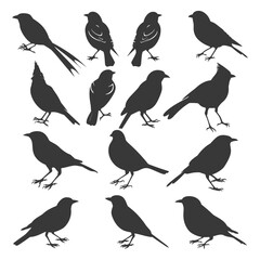 Fototapeta premium A Collection of Fourteen Bird Silhouettes