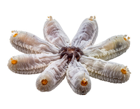 Amoeba-like firefly sterile colony forming radial arrangement of tentacle structures