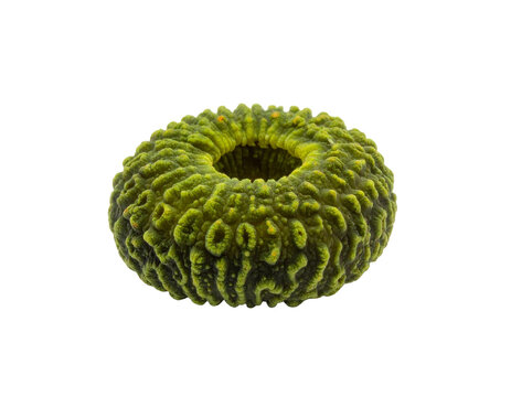 A green knobby fungus-like organic ring with textured surface