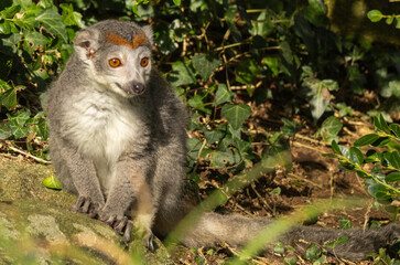 Fototapeta premium Lémur couronné