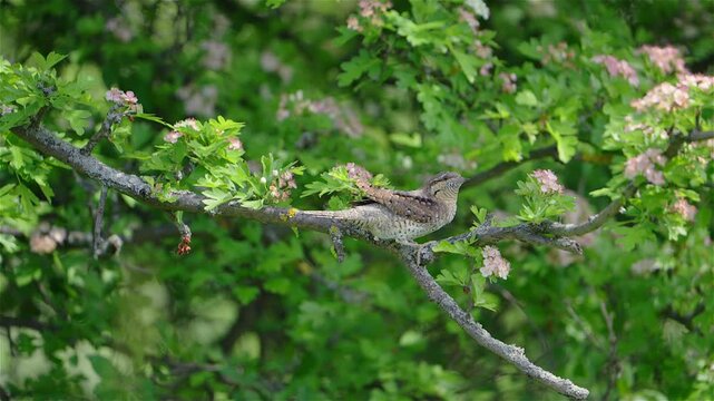 A Eurasian wryneck (Jynx torquilla) moves slowly among the branches of a blooming shrub. The bird&rsquo;s camouflaged feathers blend with the twigs and flowers.