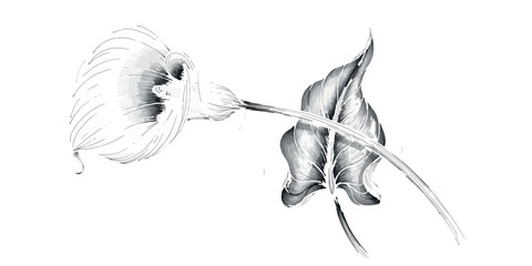 A black and white illustration of a jellyfish and a plant © MayesurInDesign