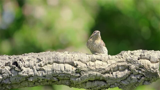 A Eurasian wryneck (Jynx torquilla) moves slowly among the branches of a blooming shrub. The bird&rsquo;s camouflaged feathers blend with the twigs and flowers.