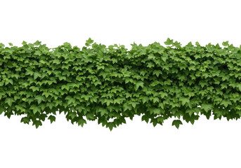 Obraz premium Lush green ivy plant covering a surface with dense foliage and vibrant leaves