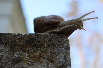 Low angle macro photograph of a garden snail forming a dark silhouette against a blue sky. Detailed view of tentacles and textured body creating a dramatic and minimalistic wildlife composition. Conce © YULIIA